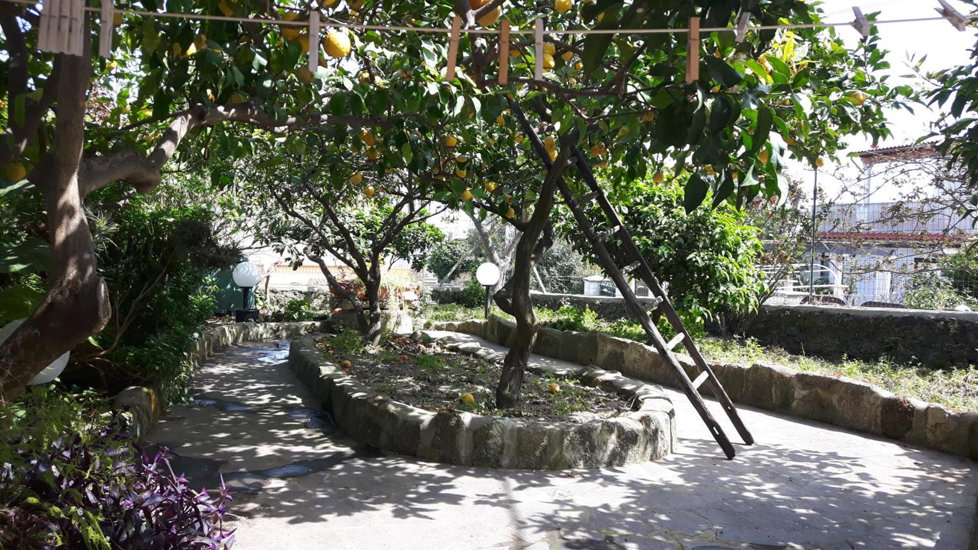 Holiday Apartments Lacco Ameno  Luaran gambar